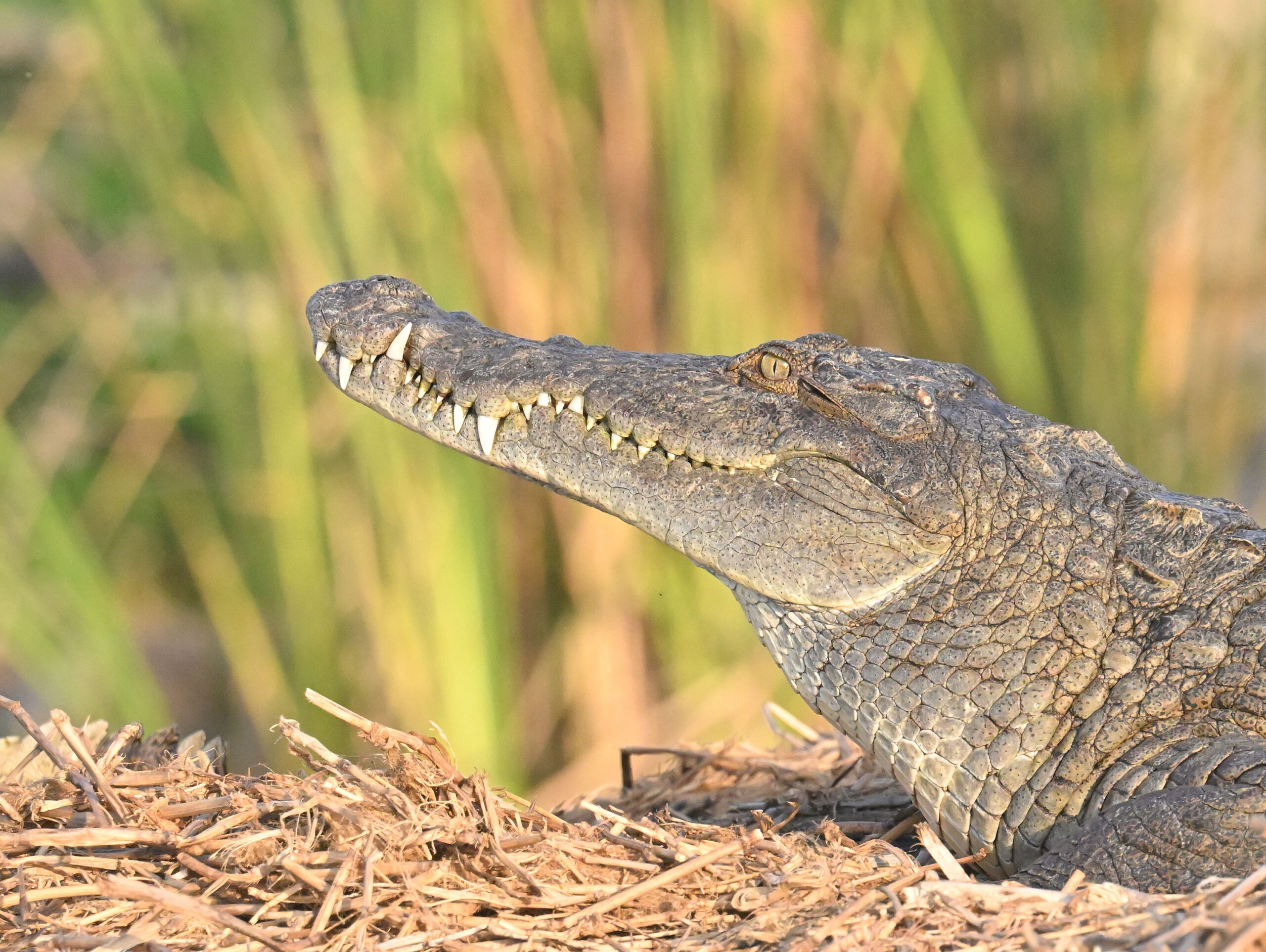 Kenya Herpetology Tours