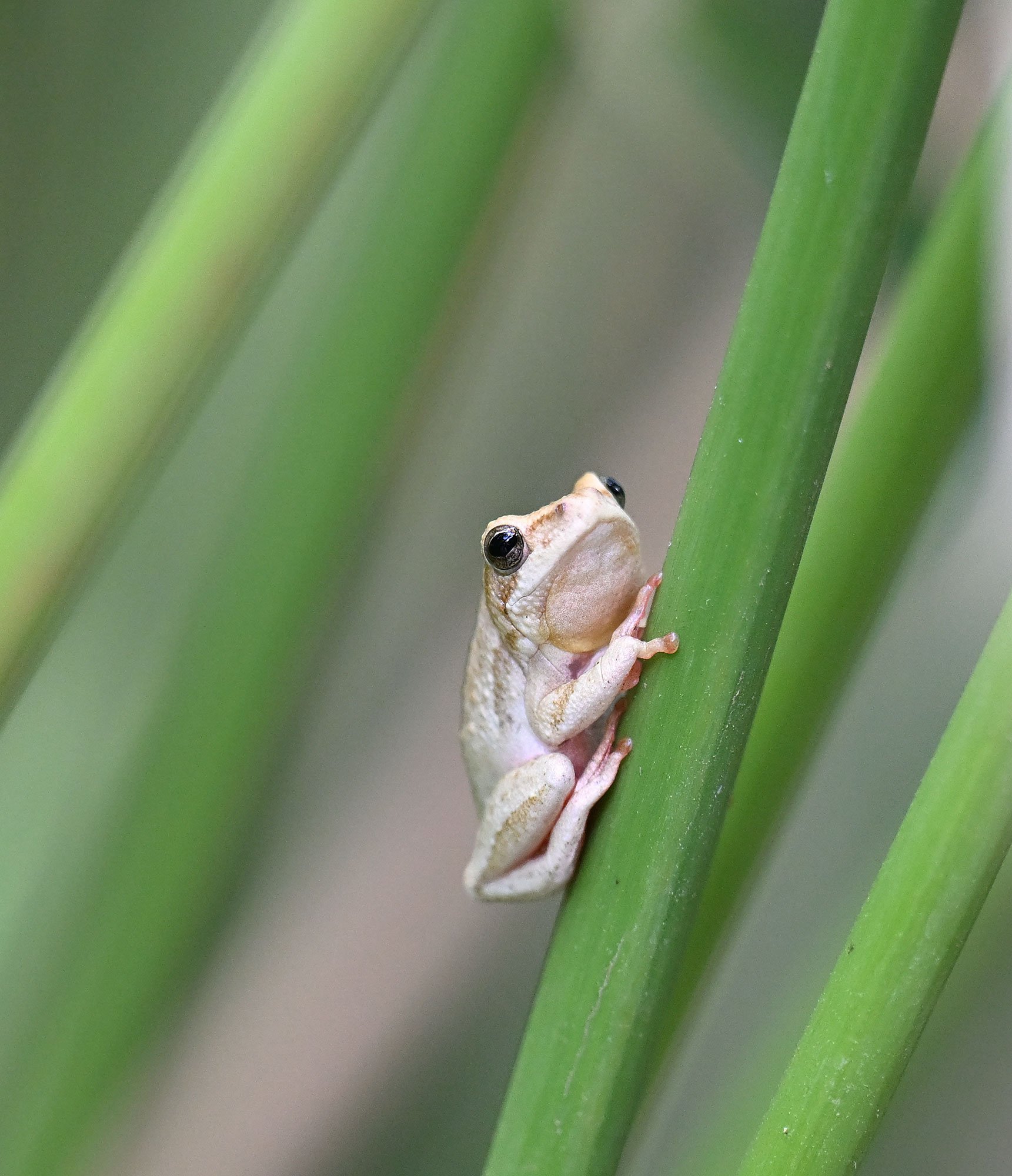 Kenya Herpetology Tours