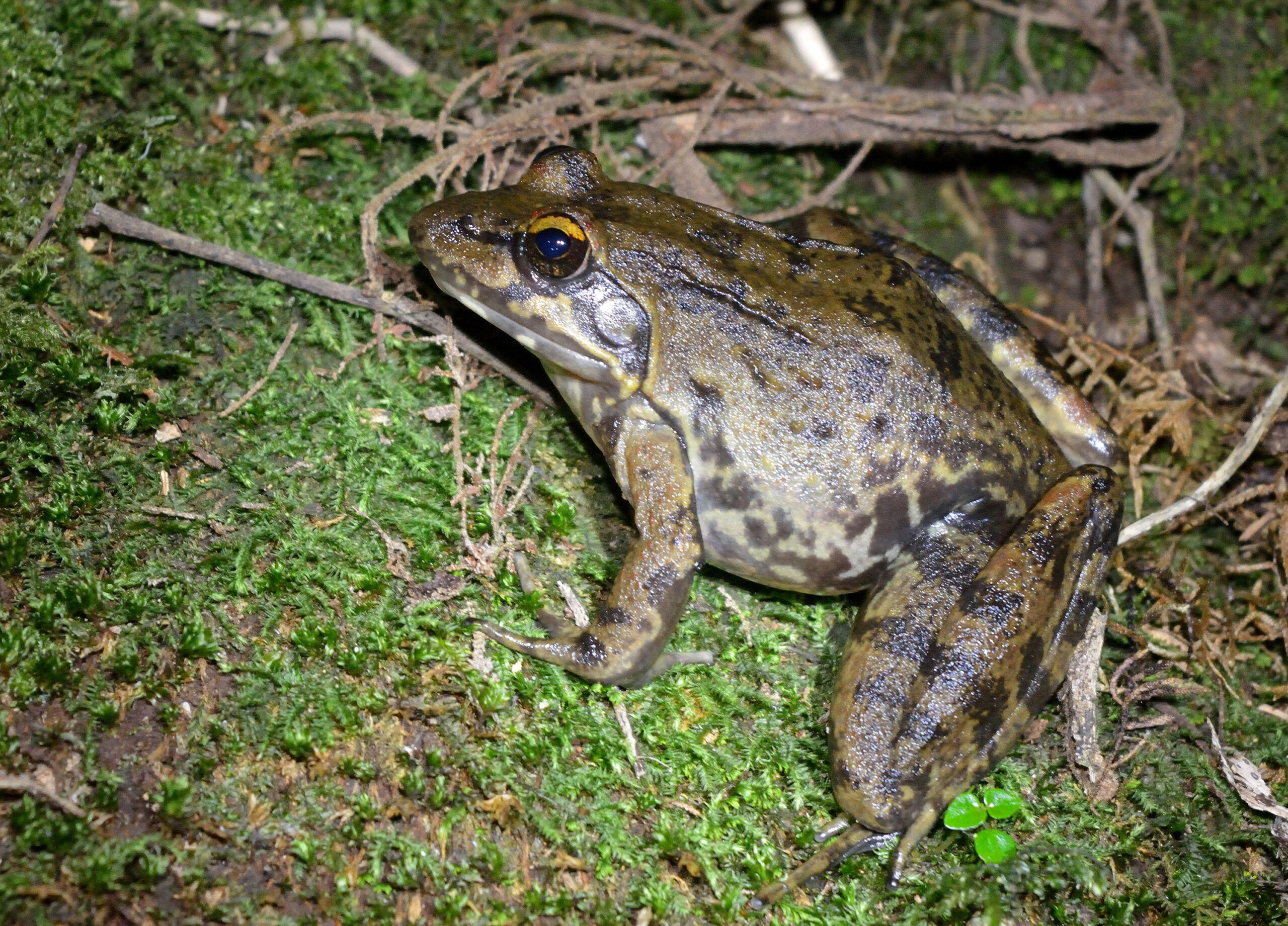 Kenya Herpetology Tours