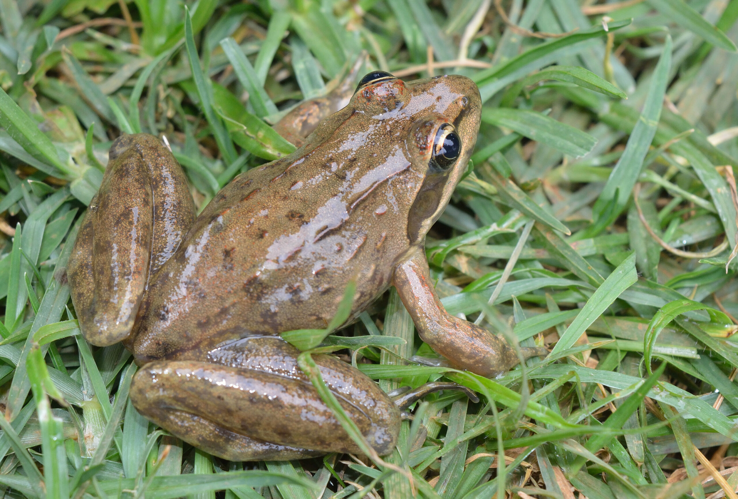 Kenya Herpetology Tours
