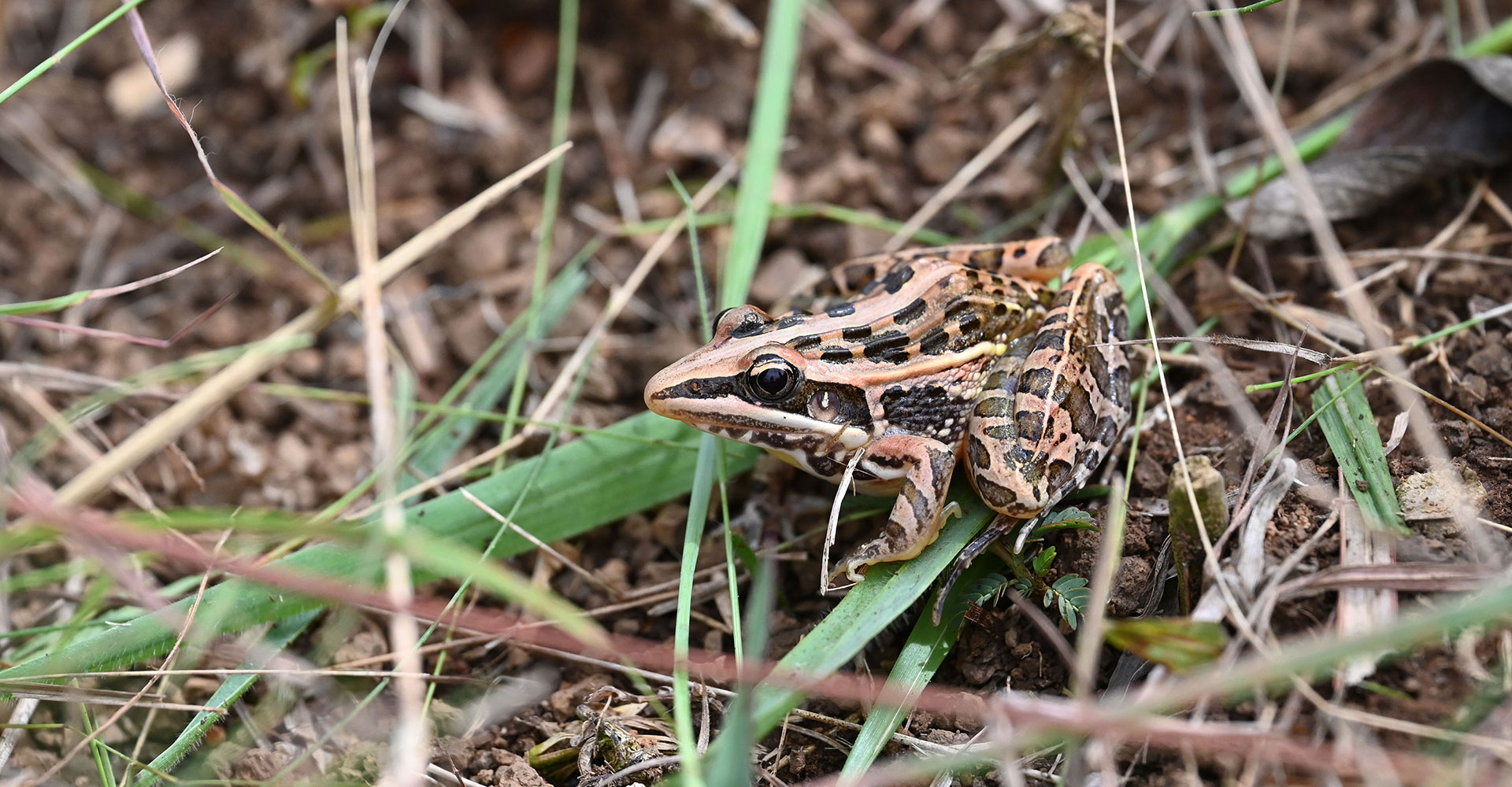 Kenya Herpetology Tours