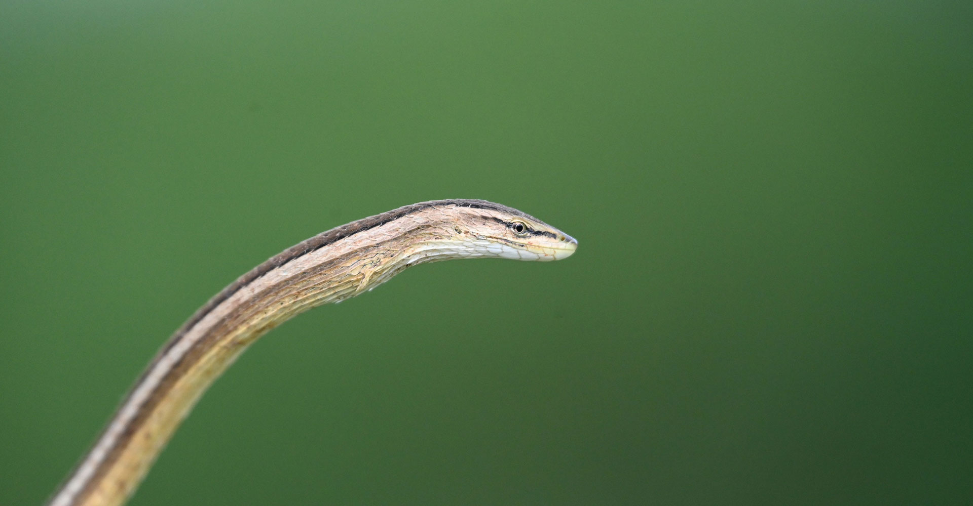 Kenya Herpetology Tours