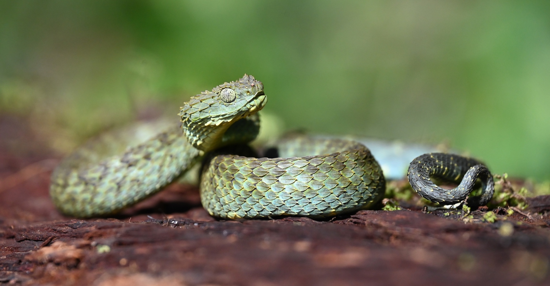 Kenya Herpetology Tours