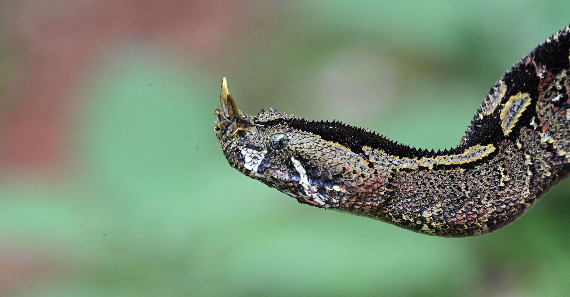 Kenya Herpetology Tours