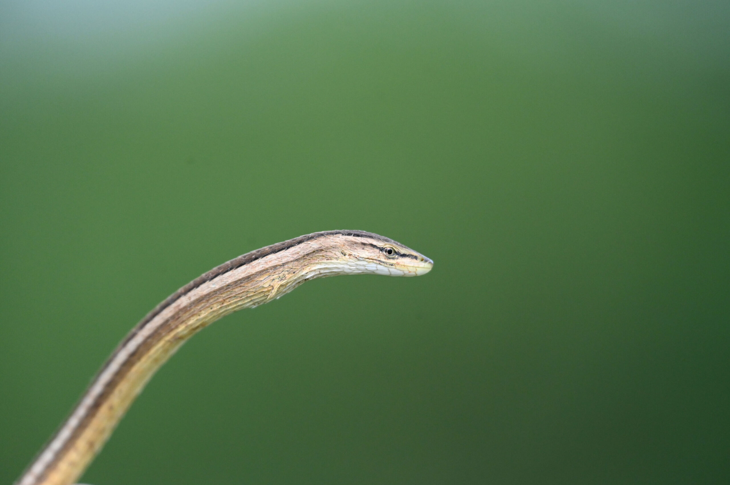 Kenya Herpetology Tours