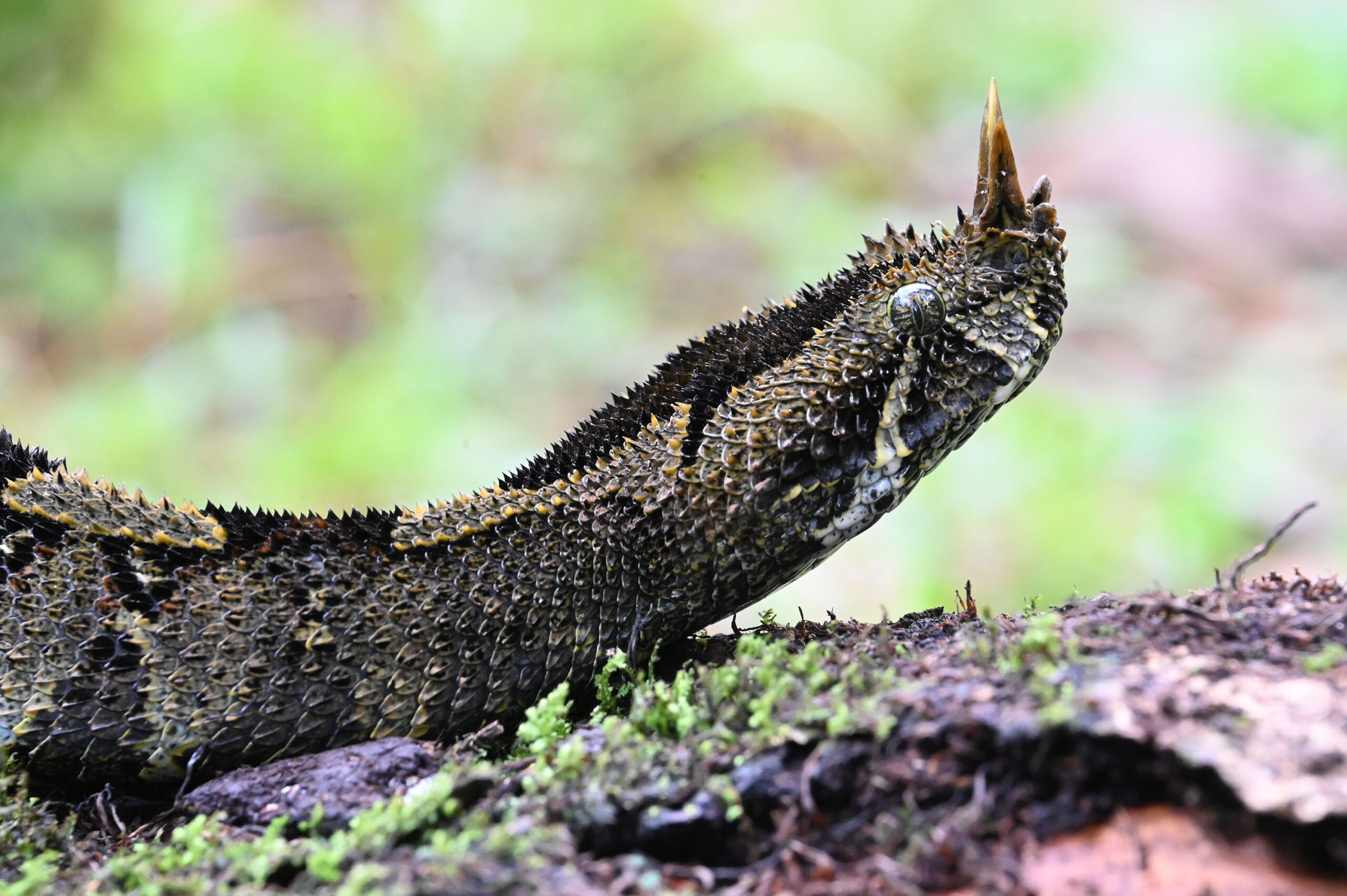 Kenya Herpetology Tours