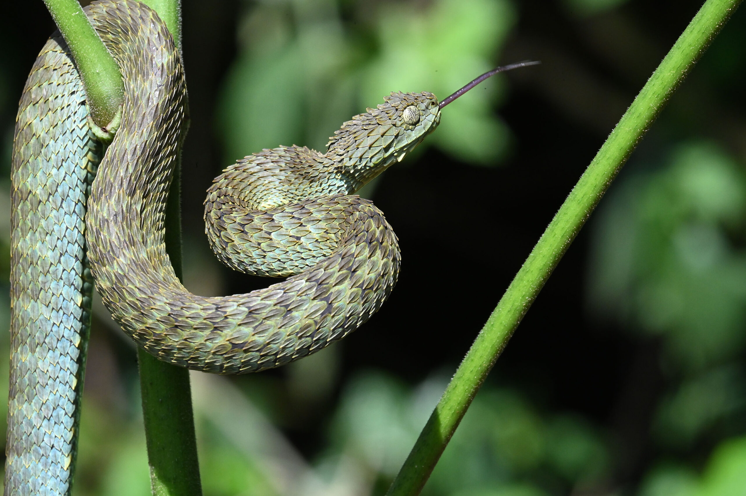 Kakamega Forest and Lake Baringo Herpetology Tour