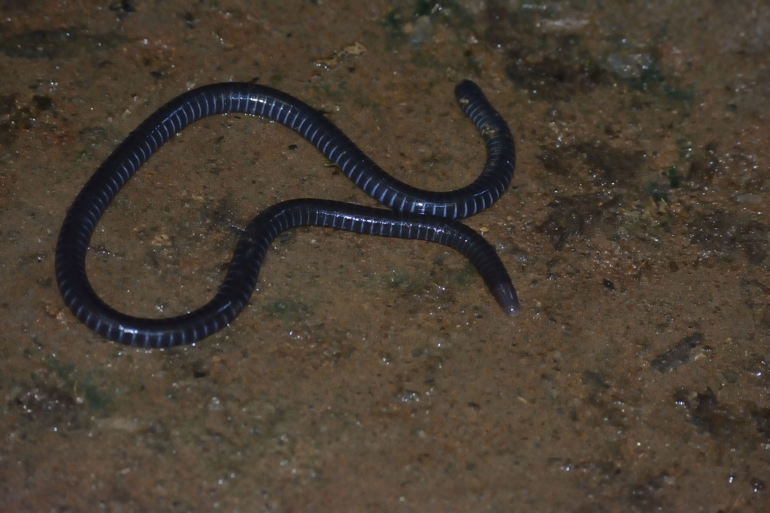 Kenya Herpetology Tours