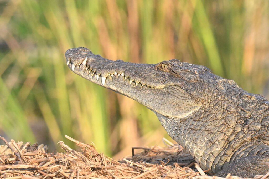 Kenya Herpetology Tours