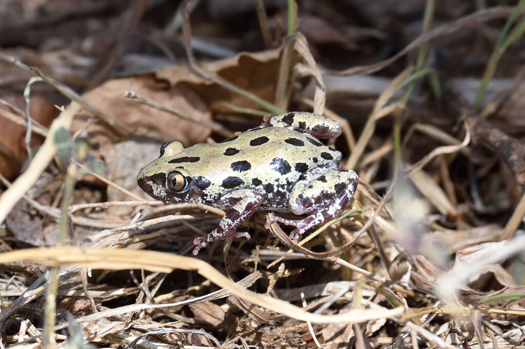 Kenya Herpetology Tours