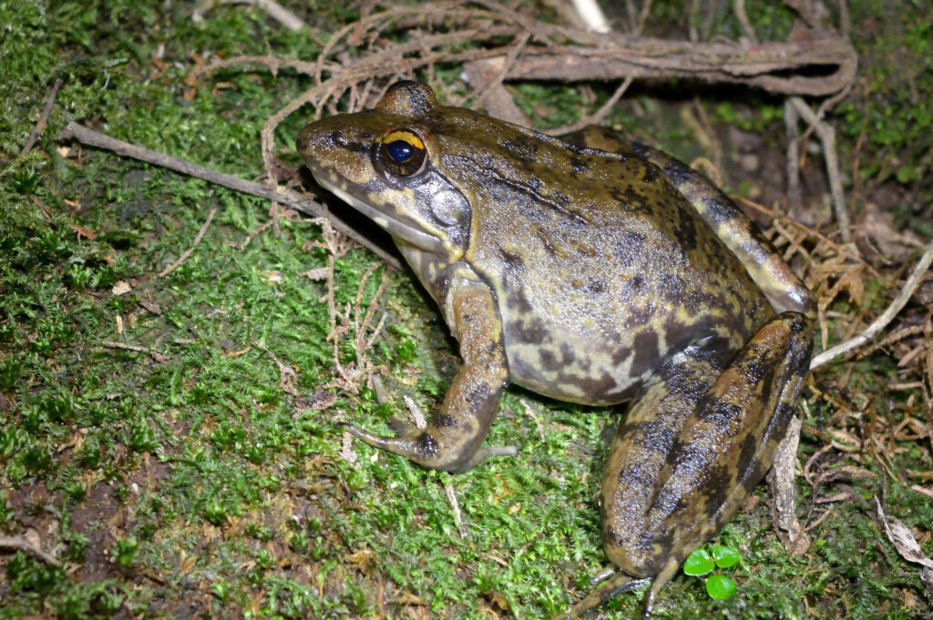 Kenya Herpetology Tours