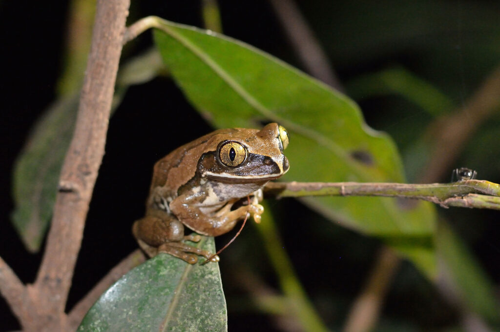 Kenya Herpetology Tours