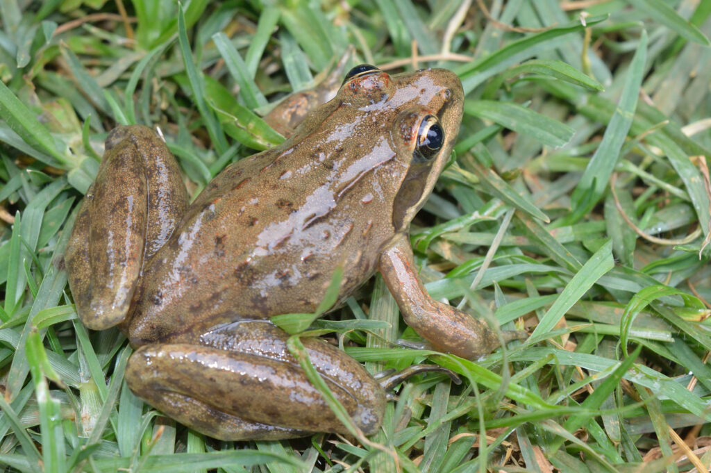 Ngong Road Forest Herpetology Day Tour