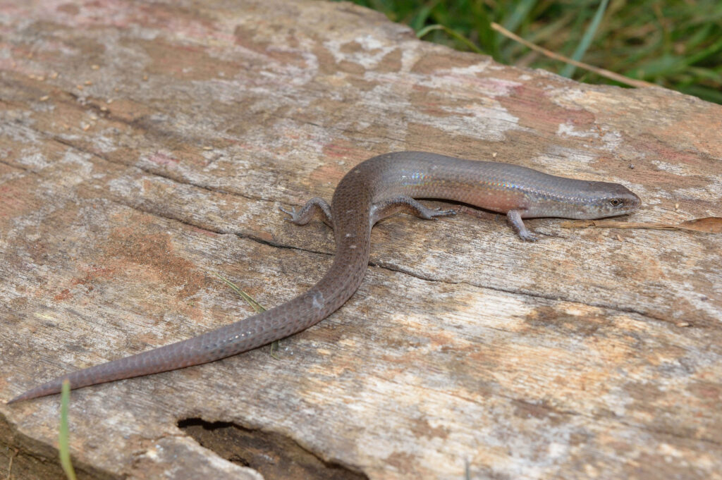 Gatamaiyu Forest Herpetology Day Tour