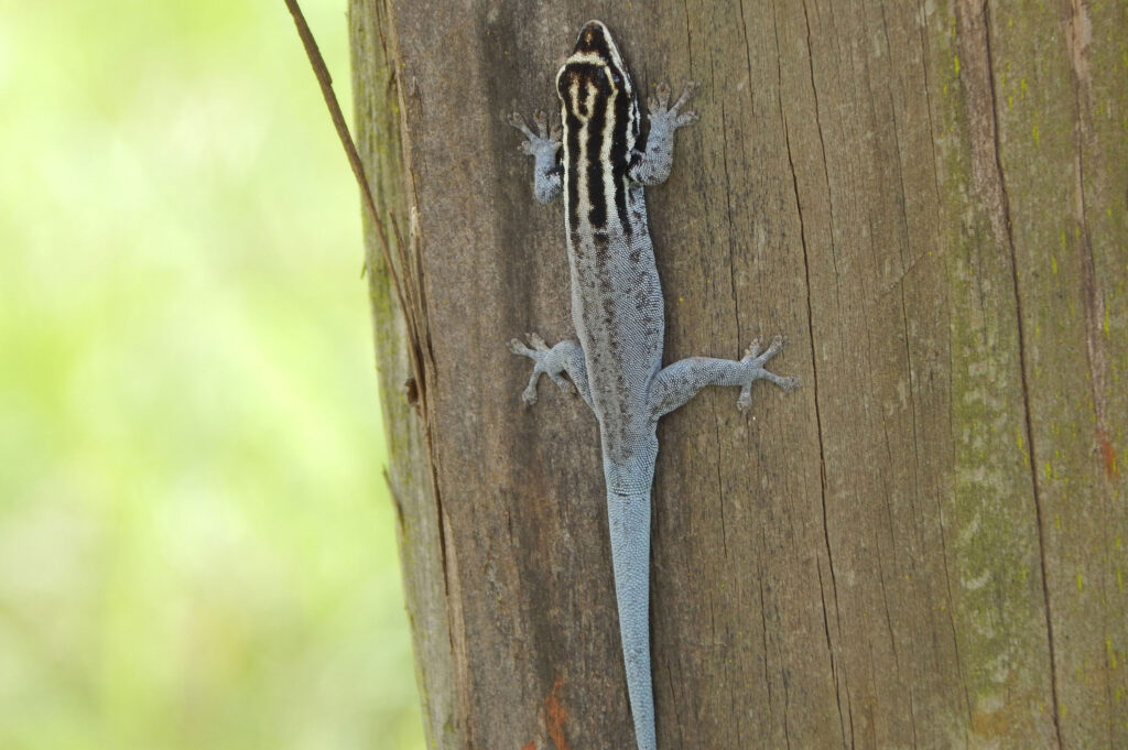 Kenya Herpetology Tours