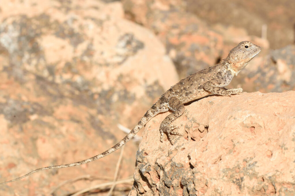 Kenya Herpetology Tours