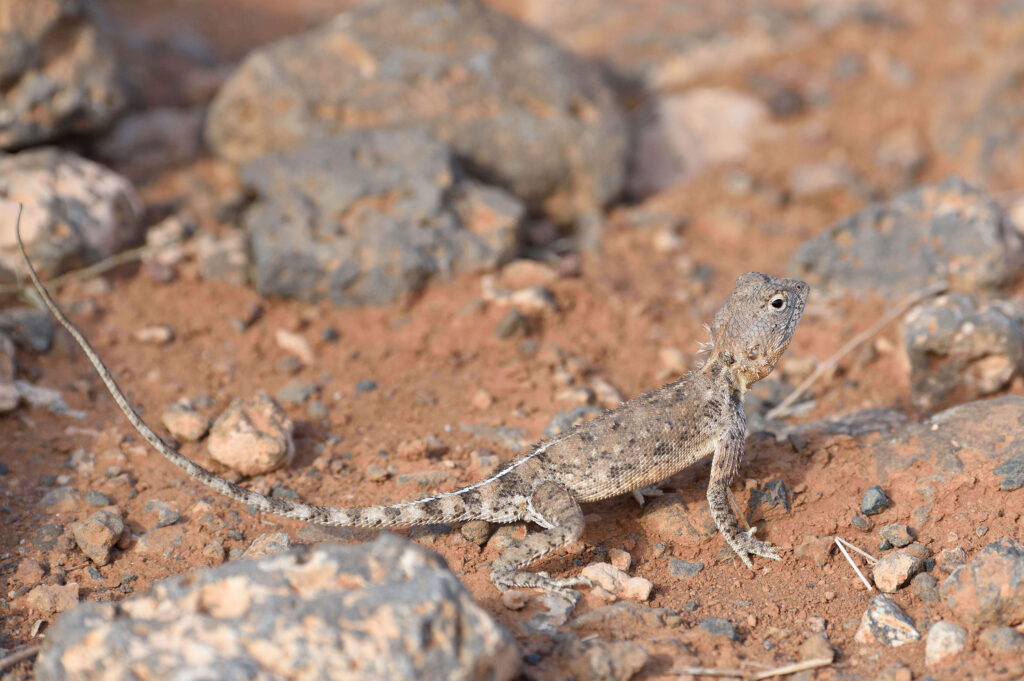 Kenya Herpetology Tours