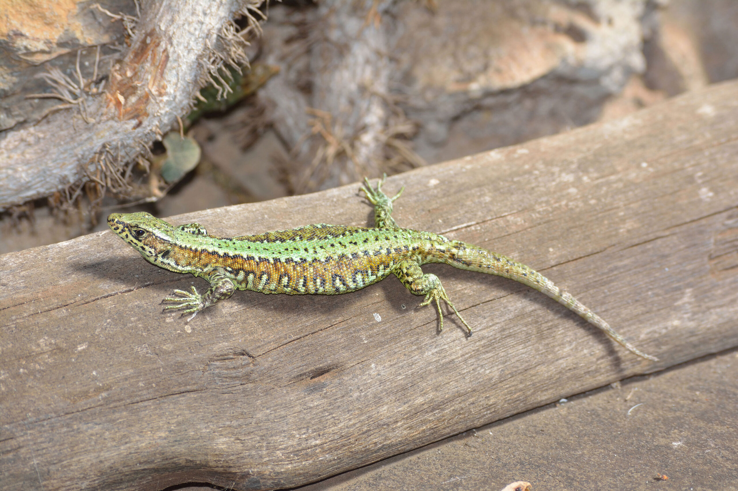 Kenya Herpetology Tours