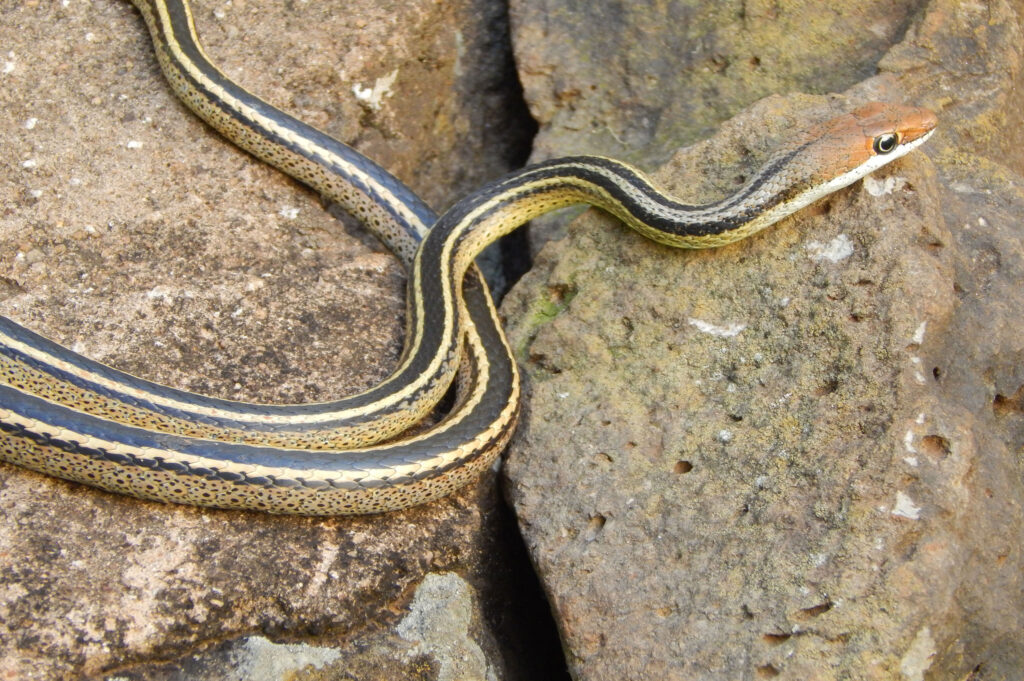 Kenya Snake Safari