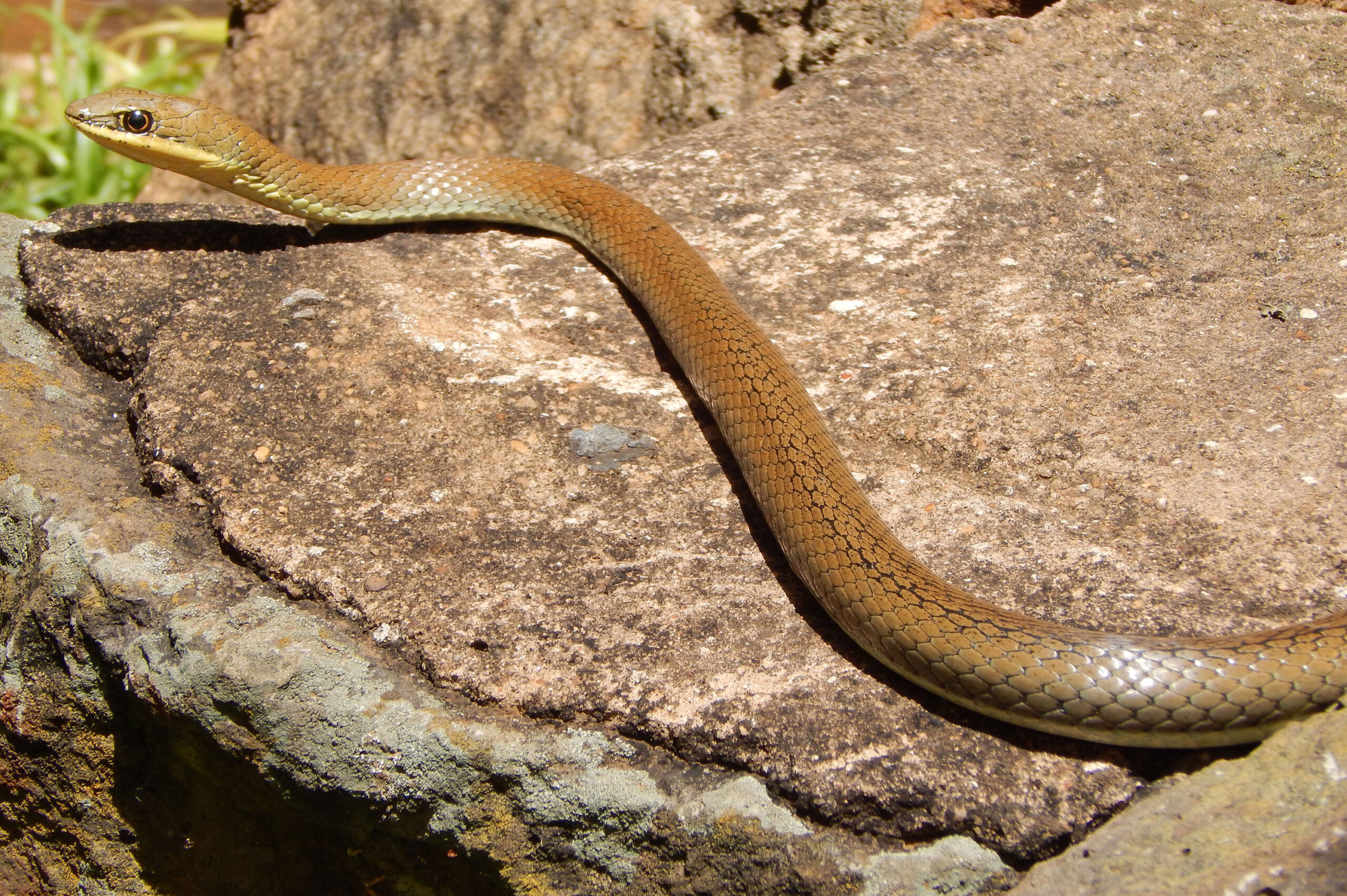 Central Kenya Reptiles and Amphibians Tour