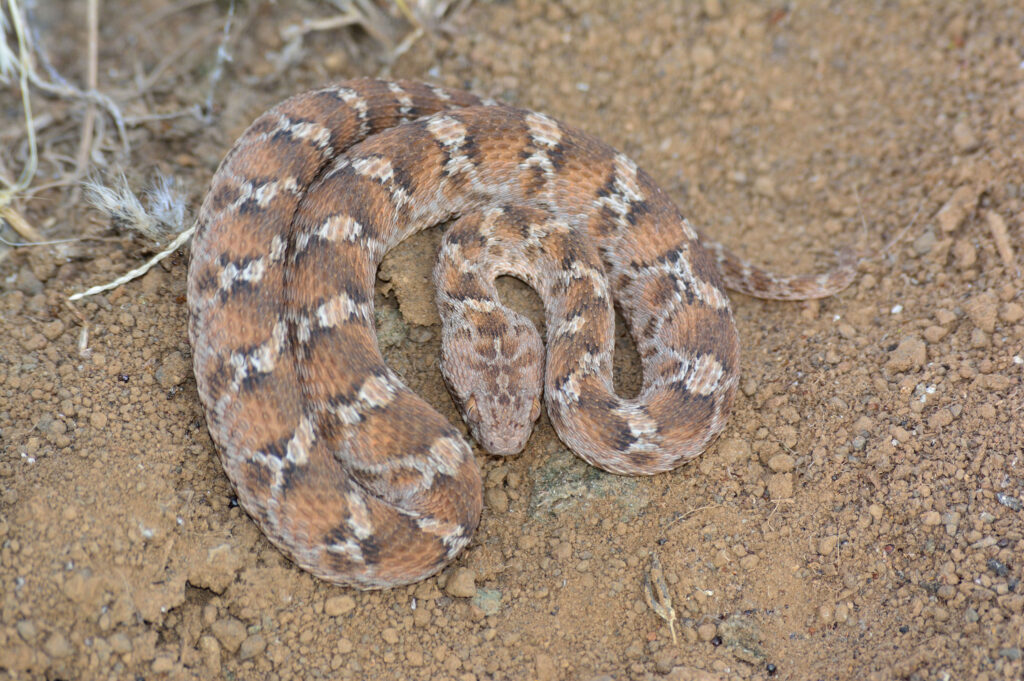 Kenya Herpetology Safari