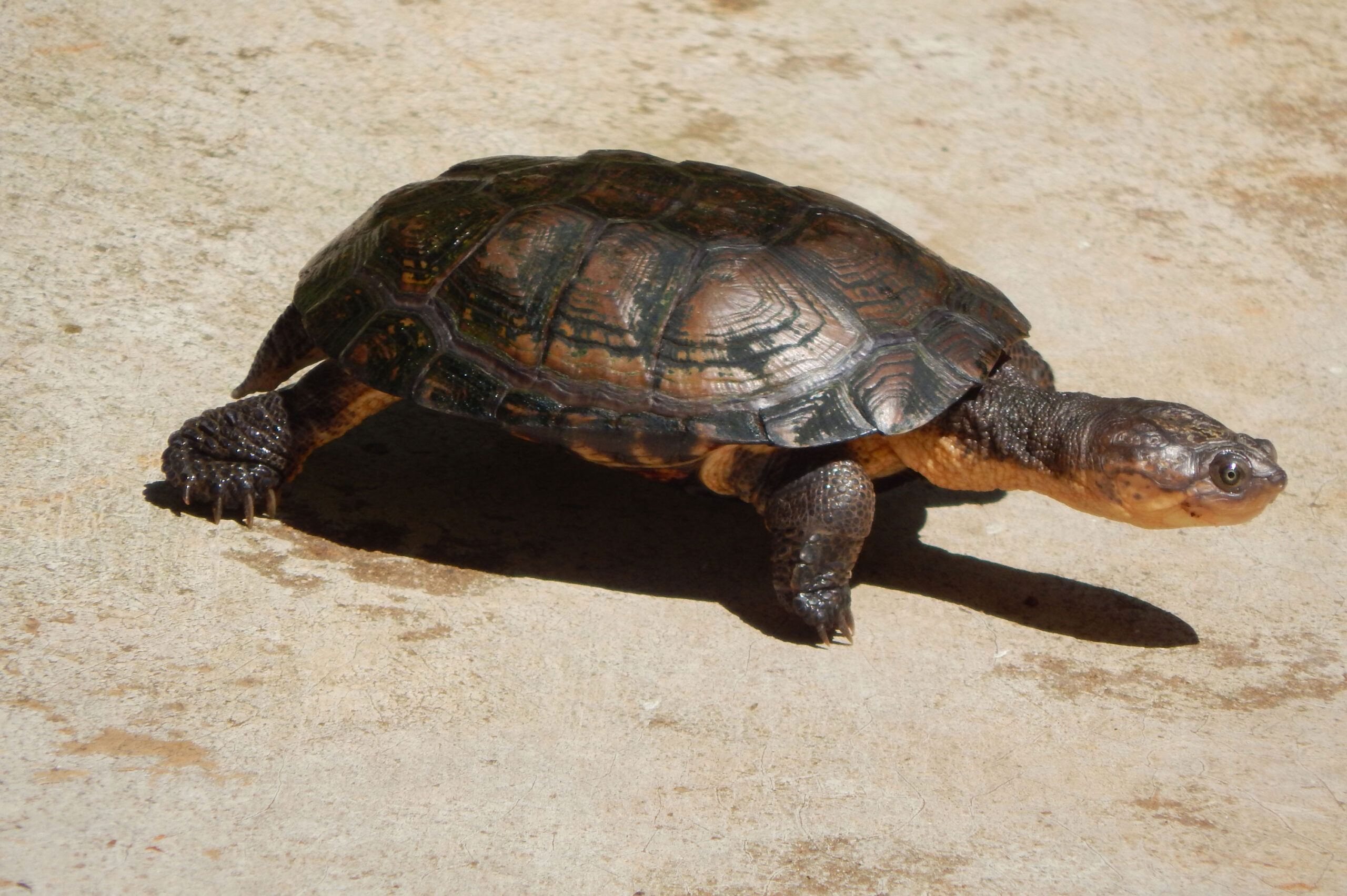 Nairobi National Park Herpetology And Mammals Day Tour