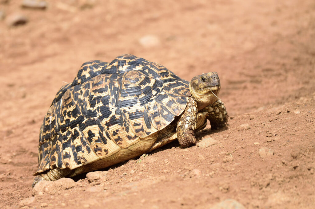 Kenya Herpetology Tours