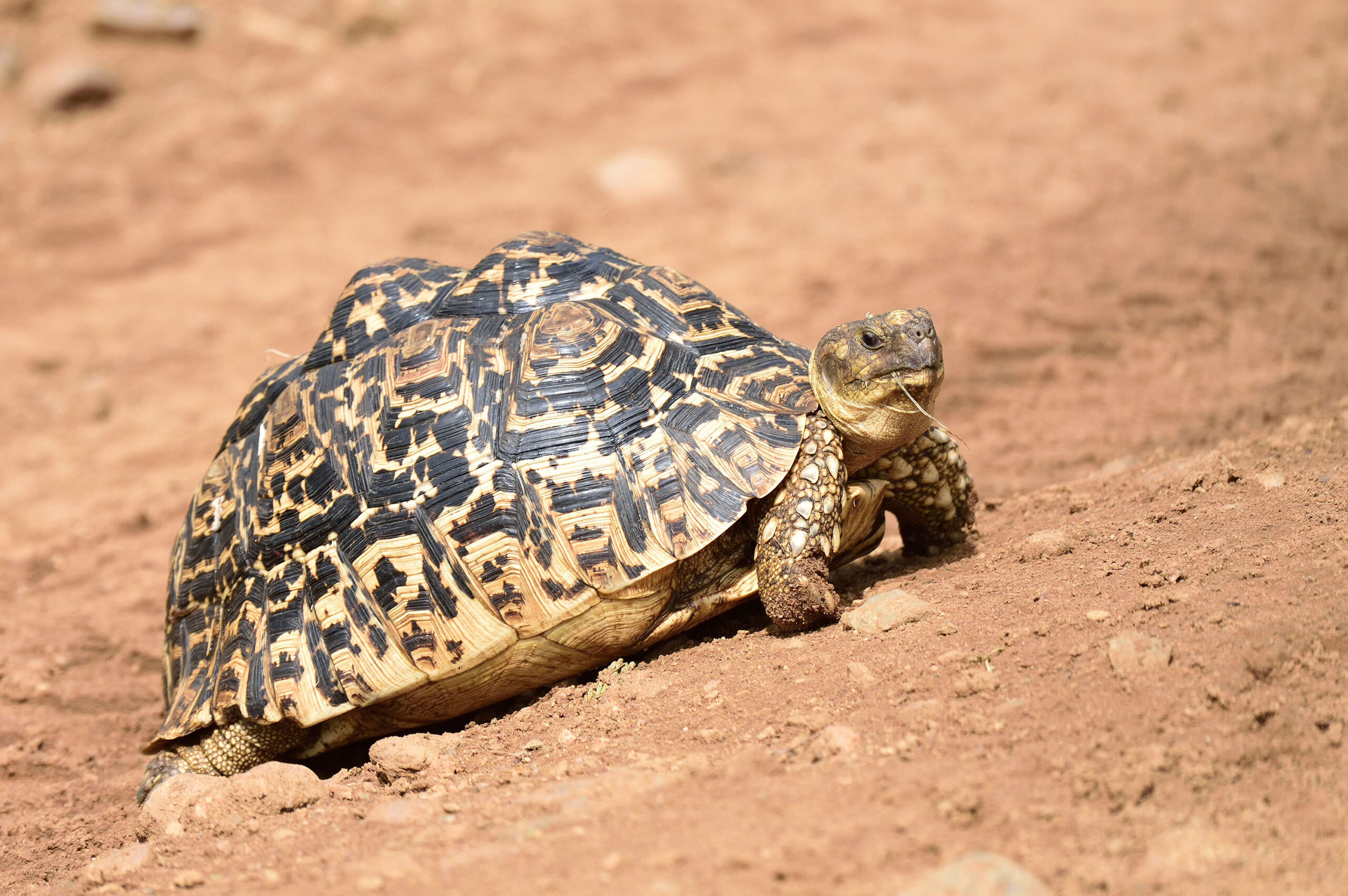 Kenya Herpetology Tours